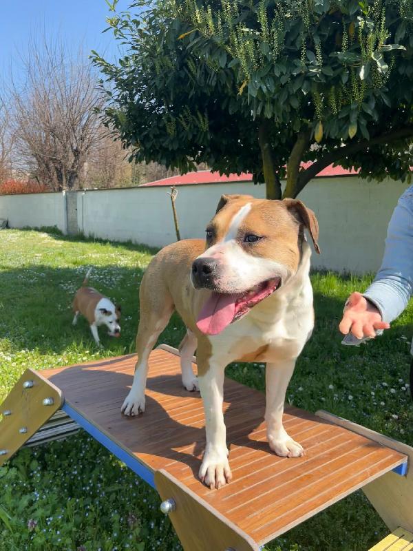 GOLD AMSTAFF Foto 3
